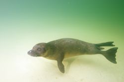 Young Grey Seal. Nikon D70, 14mm lens by Grant Kennedy 